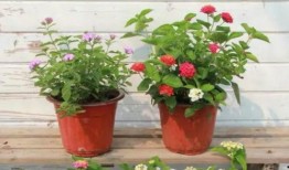 纳维莱特最新爆料视频在线观看,独家内容抢先看！