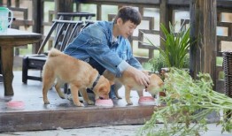 何炅最新爆料辟谣事件,揭秘娱乐圈谣言真相