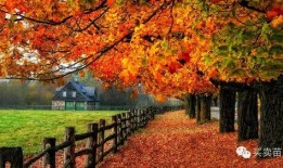 武汉枫叶爆料最新消息